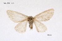 藏品(雪毒蛾)的圖片